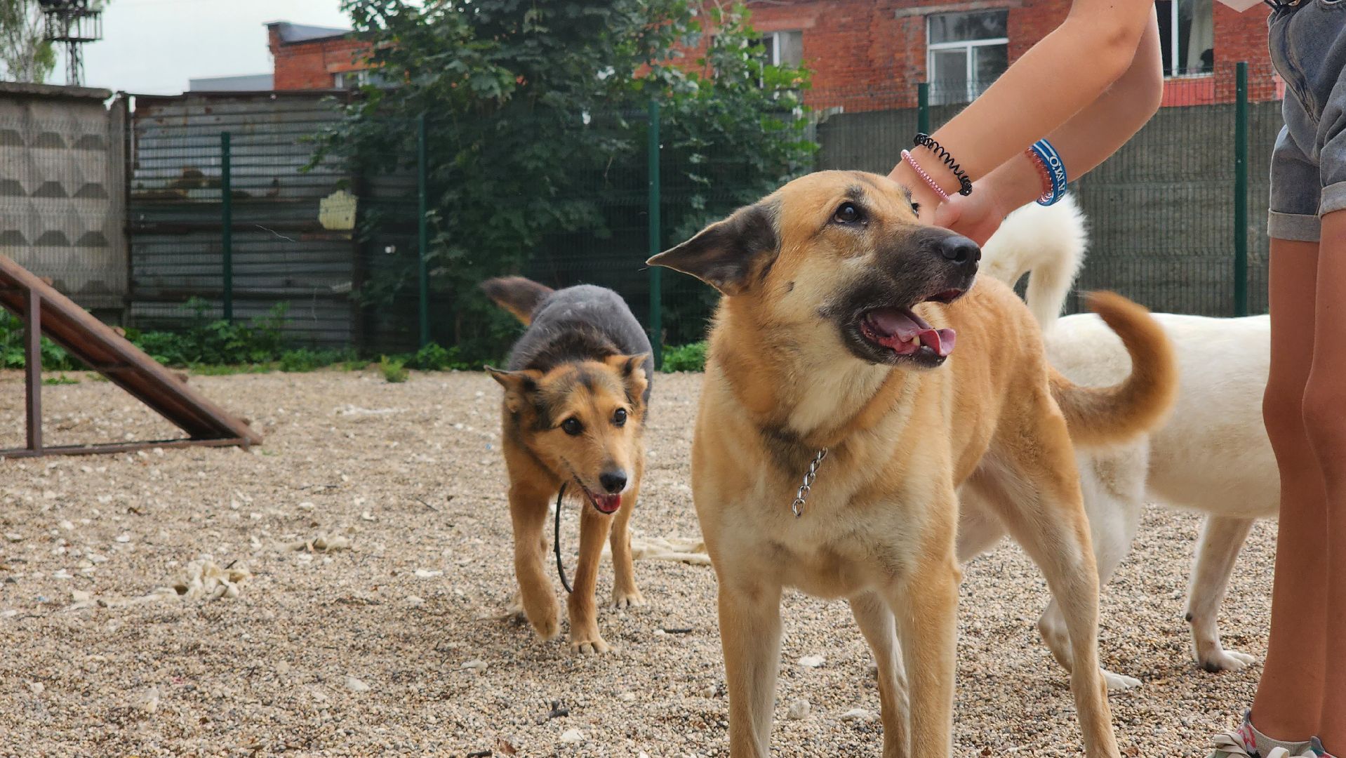 Пушкино, общество, природа, собаки, животные,