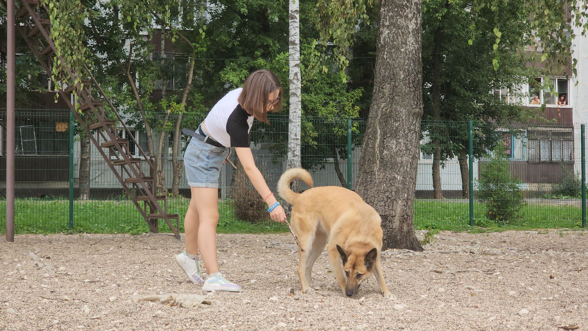 Пушкино, общество, природа, собаки, животные,