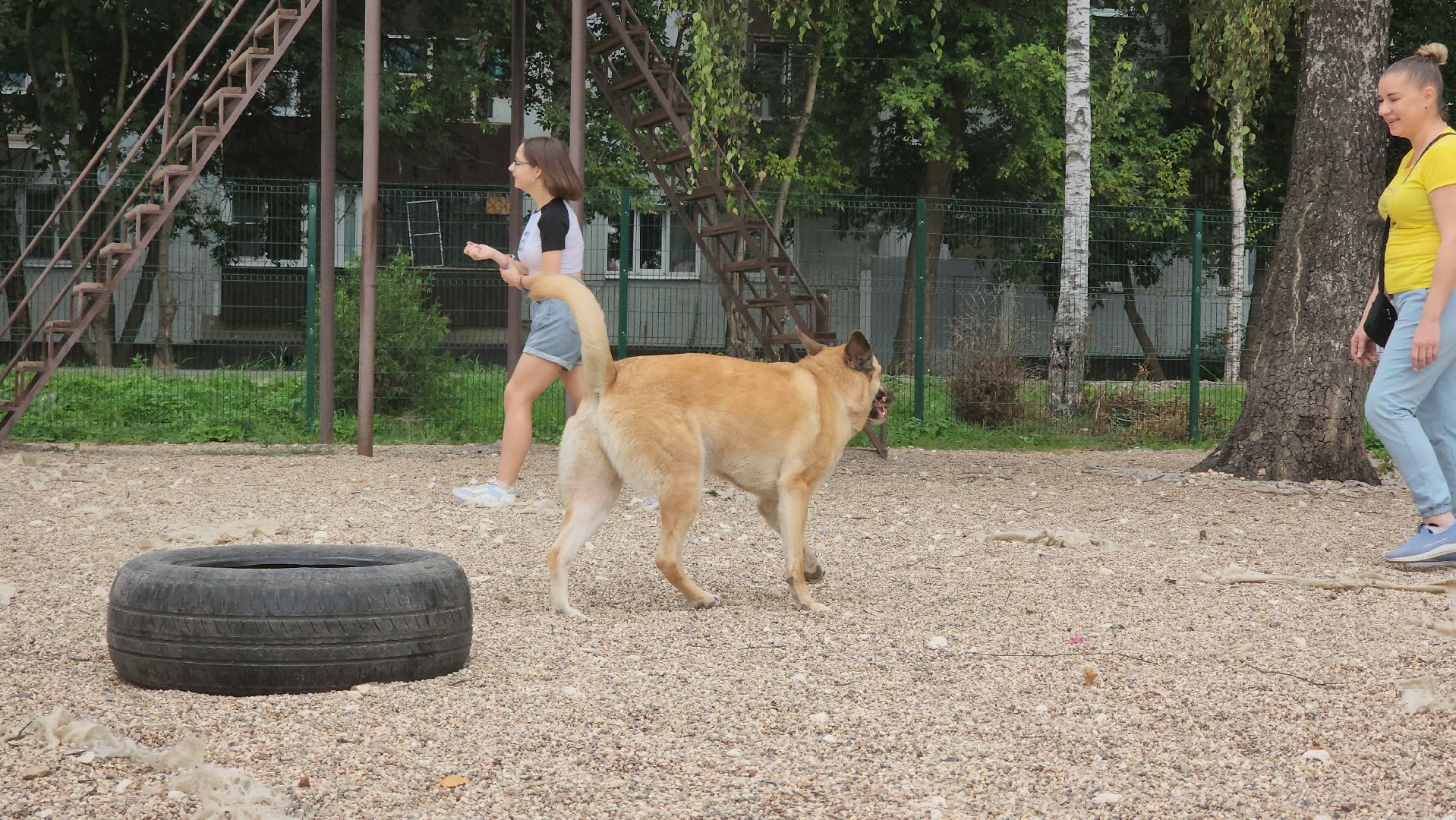 Пушкино, общество, природа, собаки, животные,