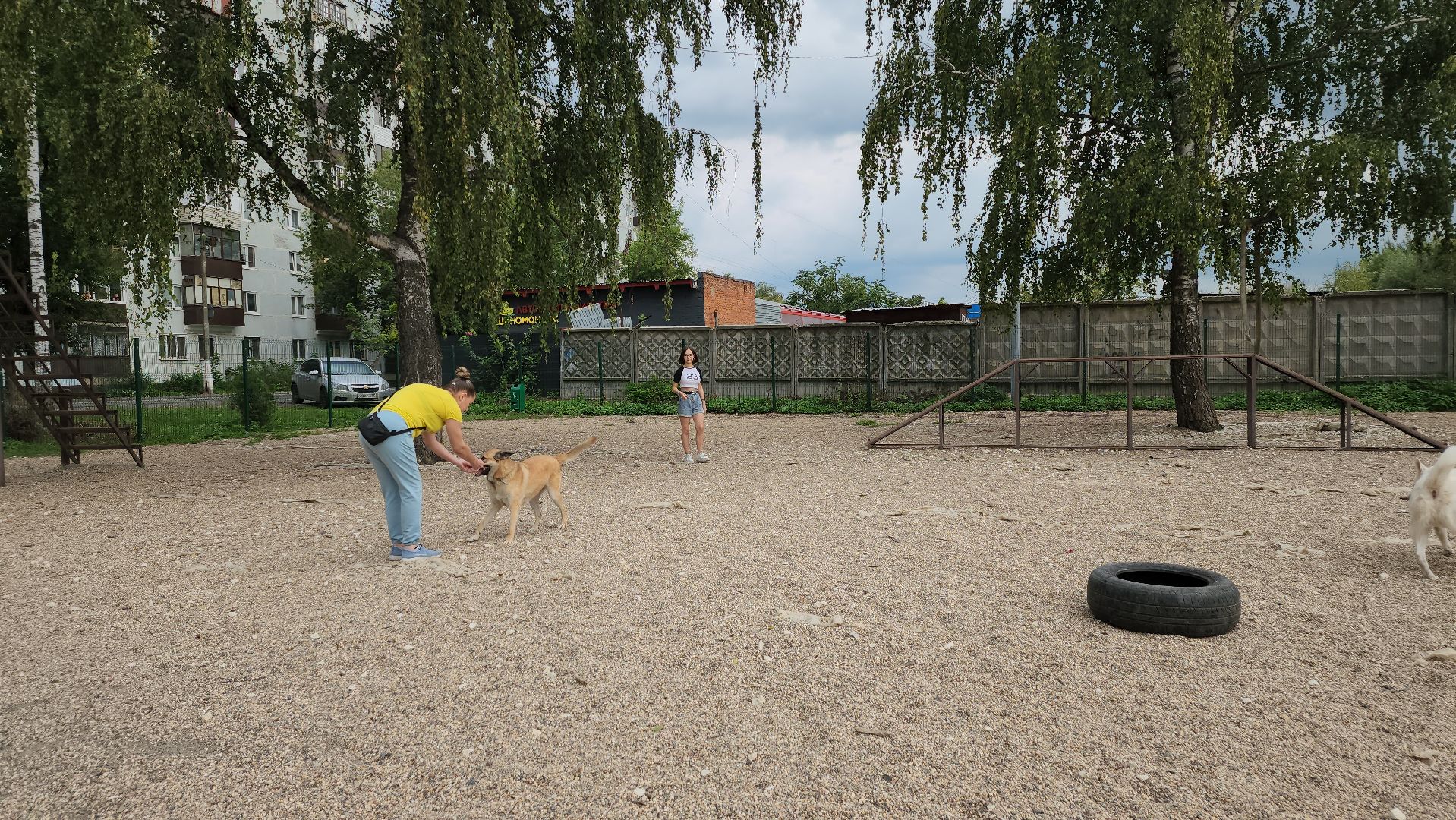Пушкино, общество, природа, собаки, животные,