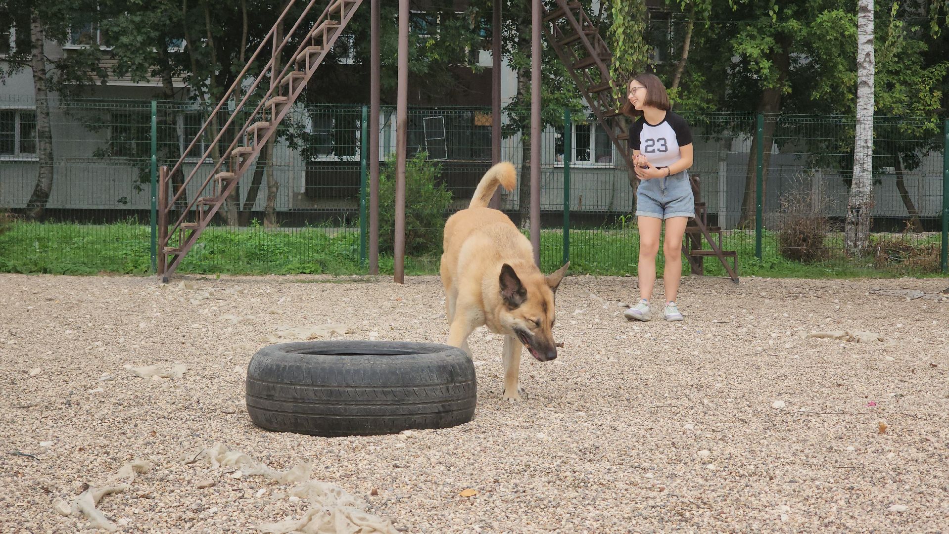 Пушкино, общество, природа, собаки, животные,