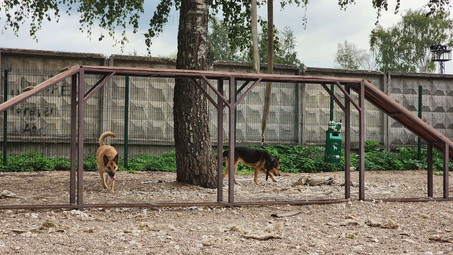 Пушкино, общество, природа, собаки, животные,