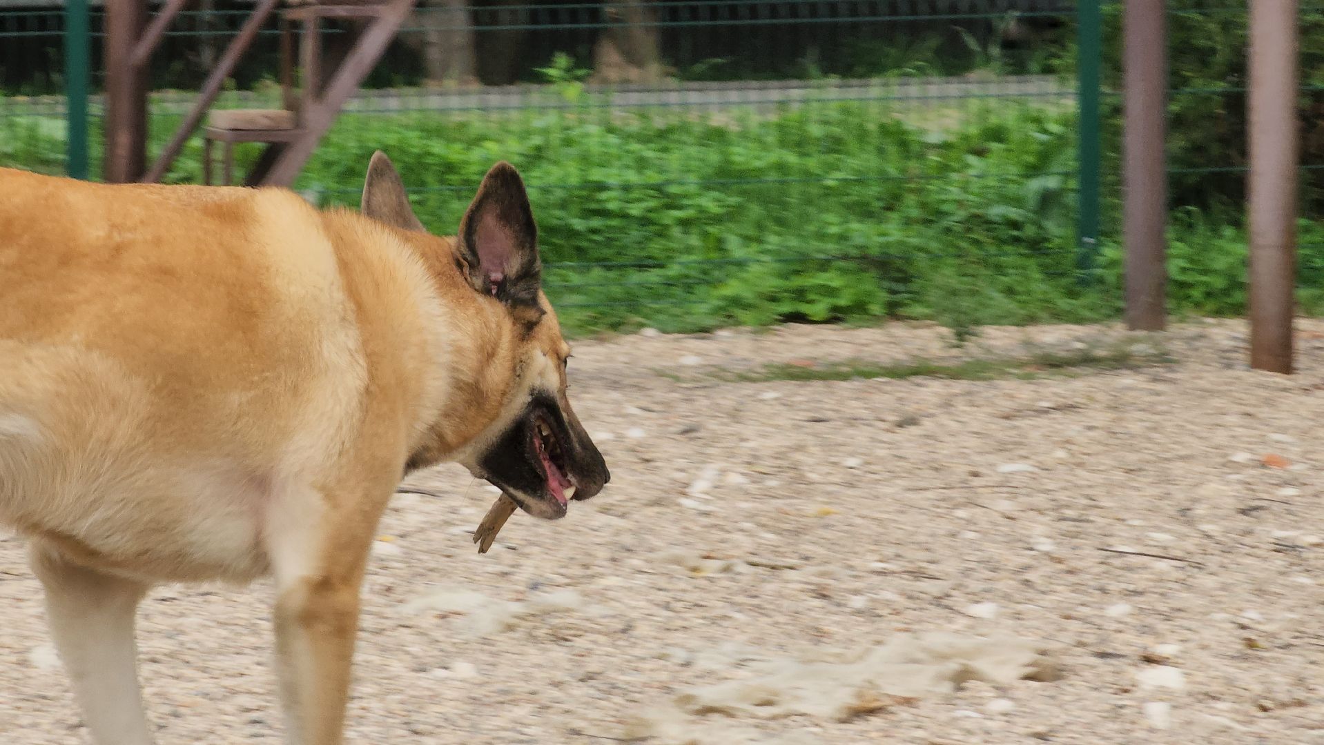 Пушкино, общество, природа, собаки, животные,