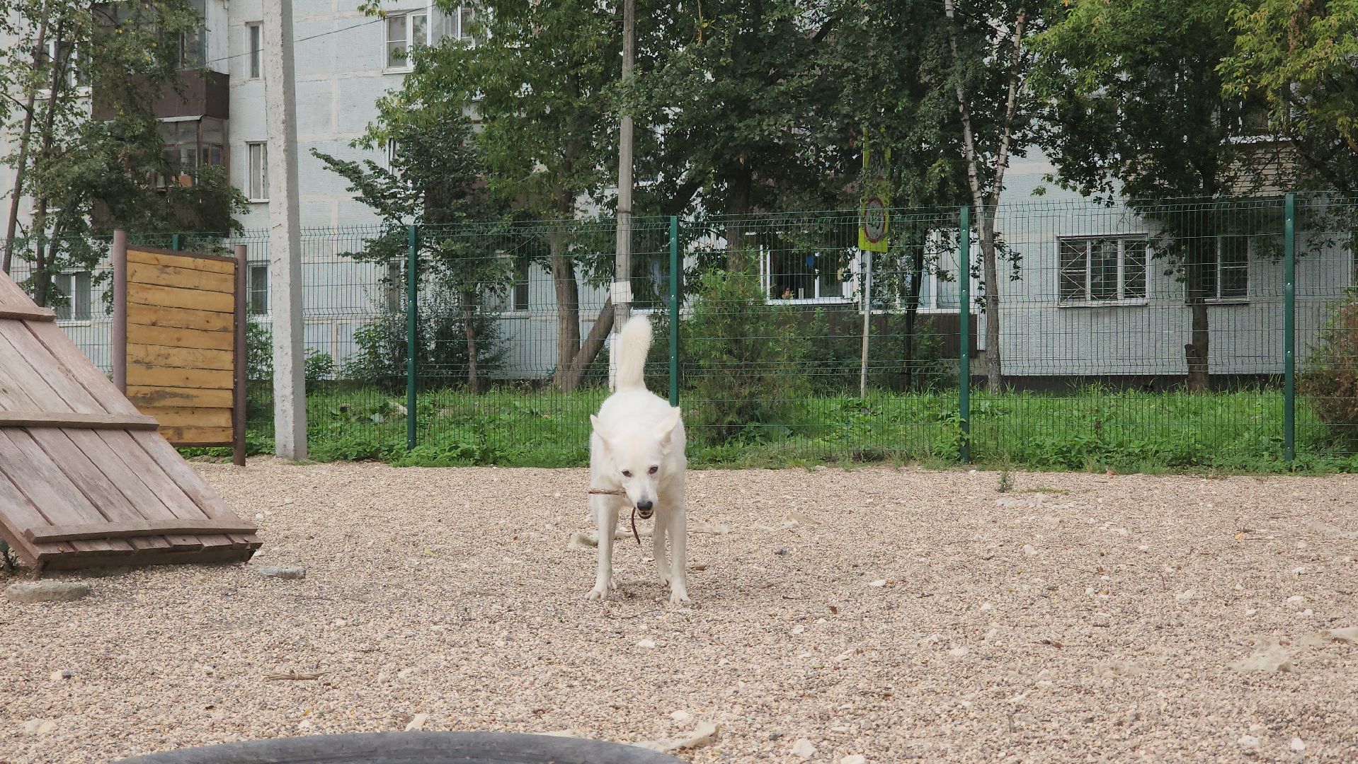 Пушкино, общество, природа, собаки, животные,