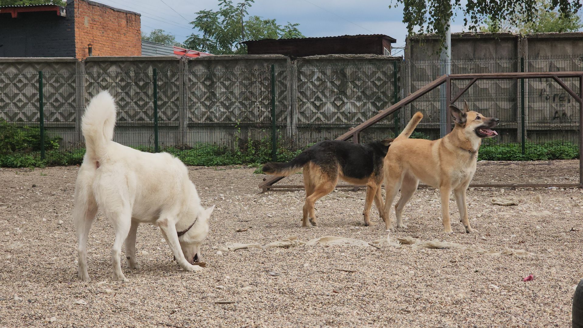 Пушкино, общество, природа, собаки, животные,