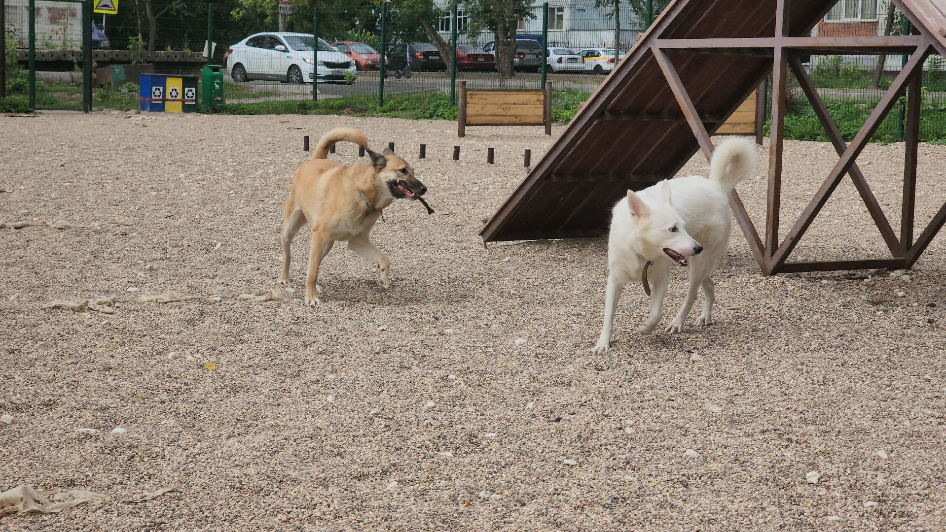 Пушкино, общество, природа, собаки, животные,