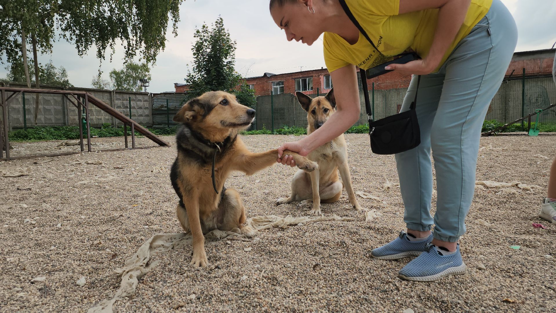 Пушкино, общество, природа, собаки, животные,