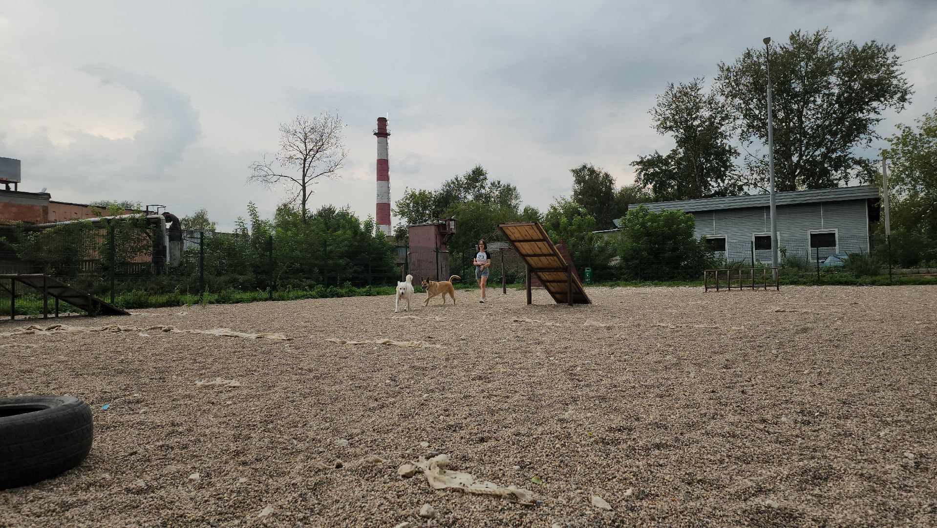 Пушкино, общество, природа, собаки, животные,