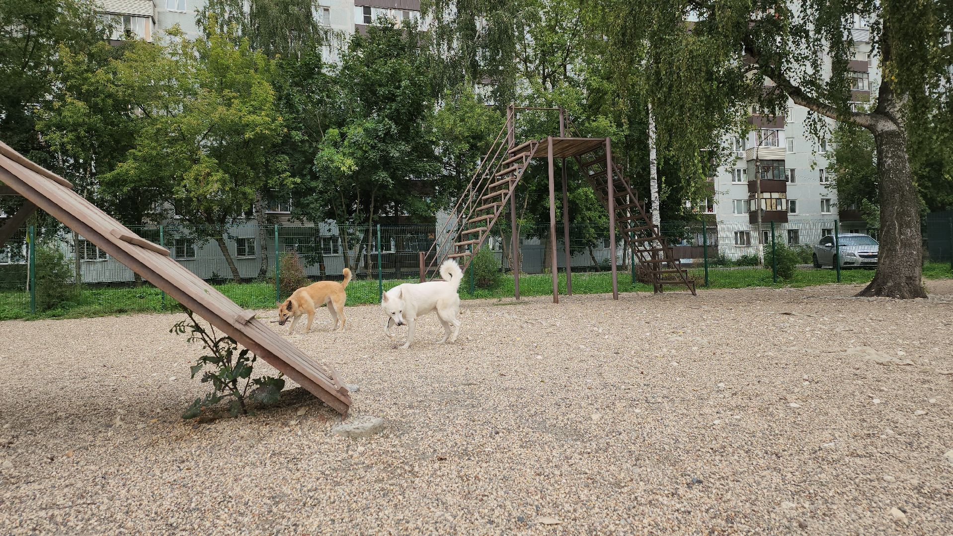 Пушкино, общество, природа, собаки, животные,