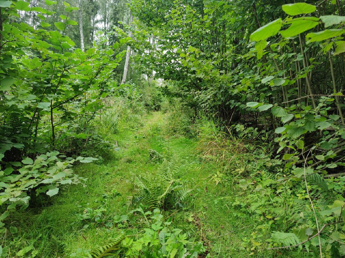 Красногорск, лес, клещи, укусы, лесничий