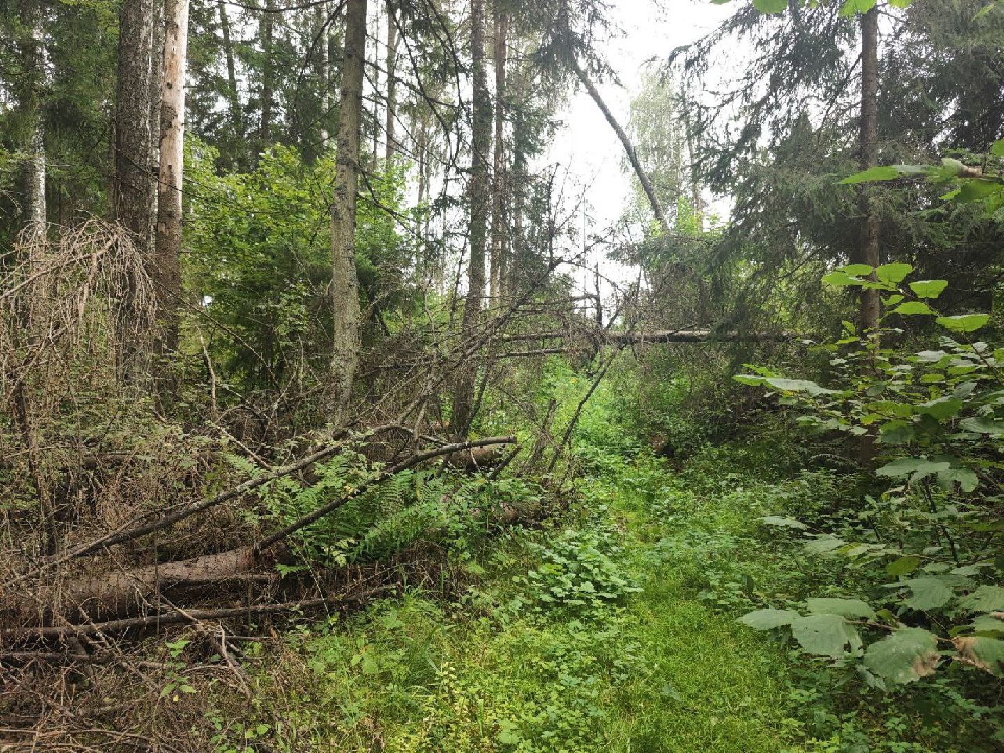 Красногорск, лес, клещи, укусы, лесничий