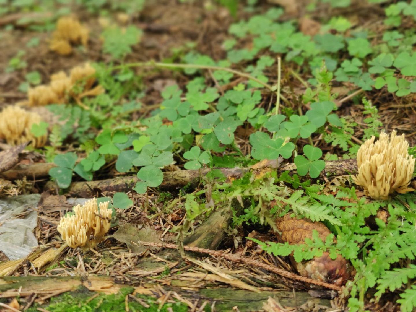 Красногорск, лес, клещи, укусы, лесничий