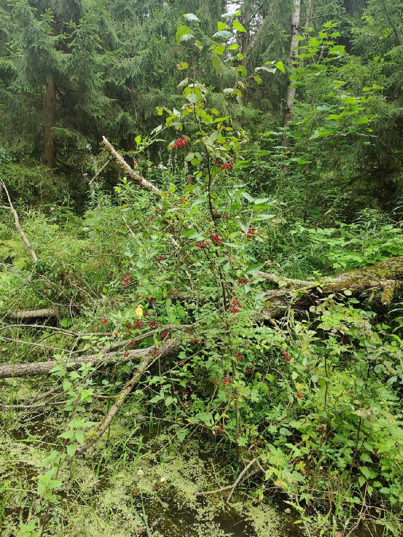 Красногорск, лес, клещи, укусы, лесничий