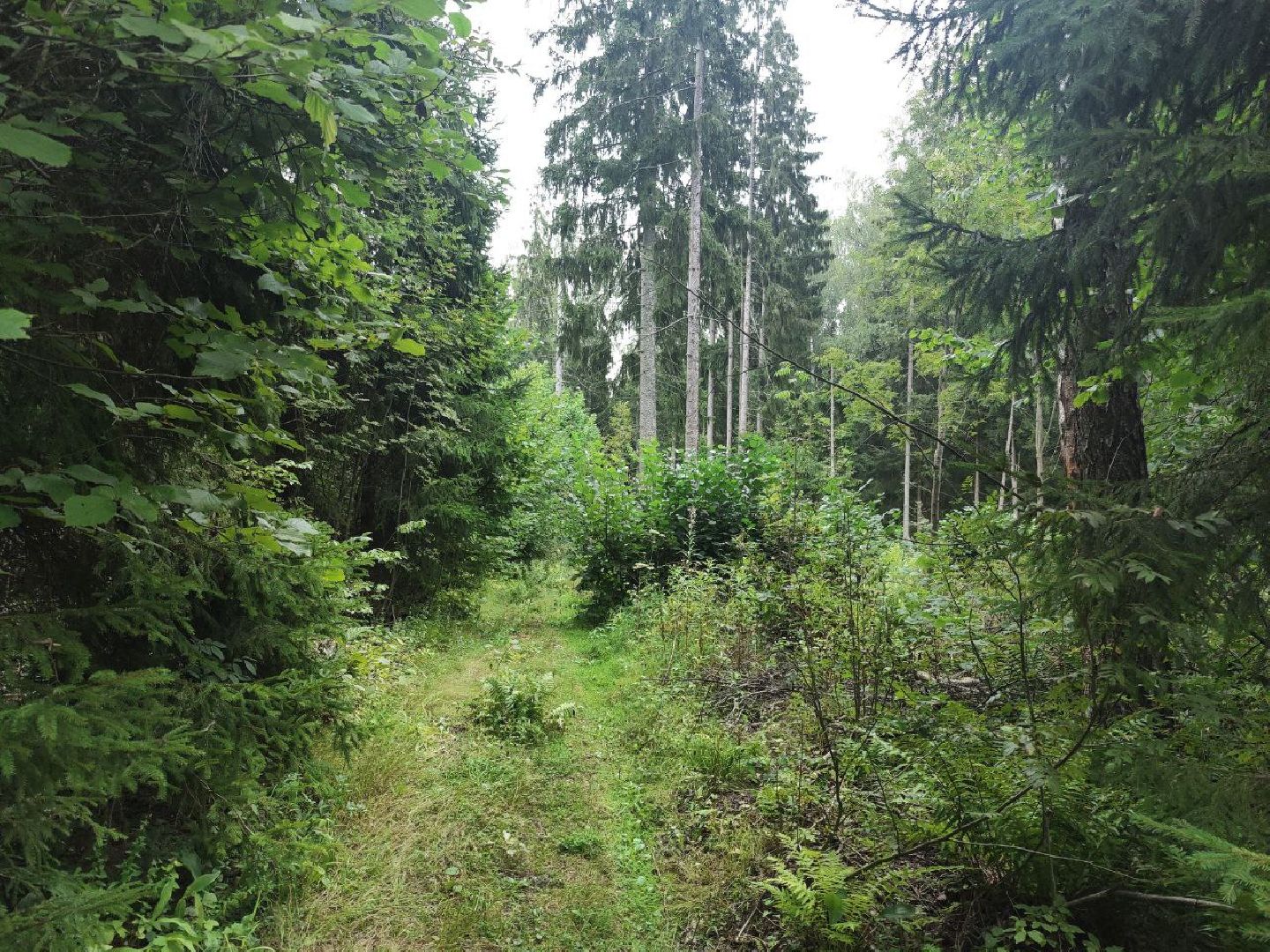 Красногорск, лес, клещи, укусы, лесничий