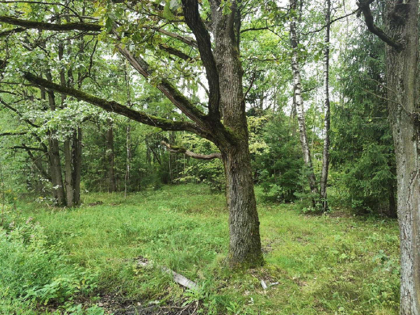 Красногорск, лес, клещи, укусы, лесничий