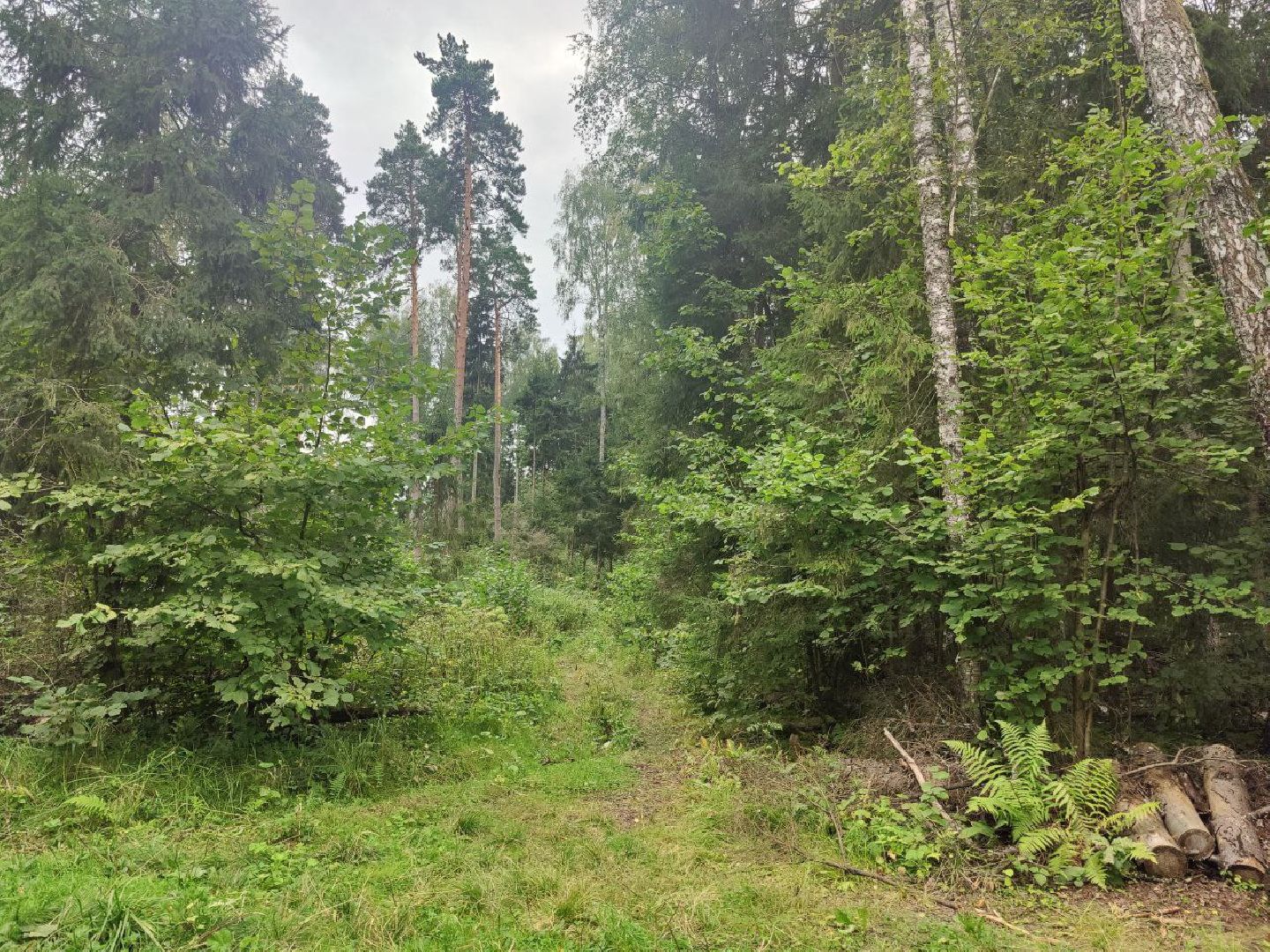 Красногорск, лес, клещи, укусы, лесничий