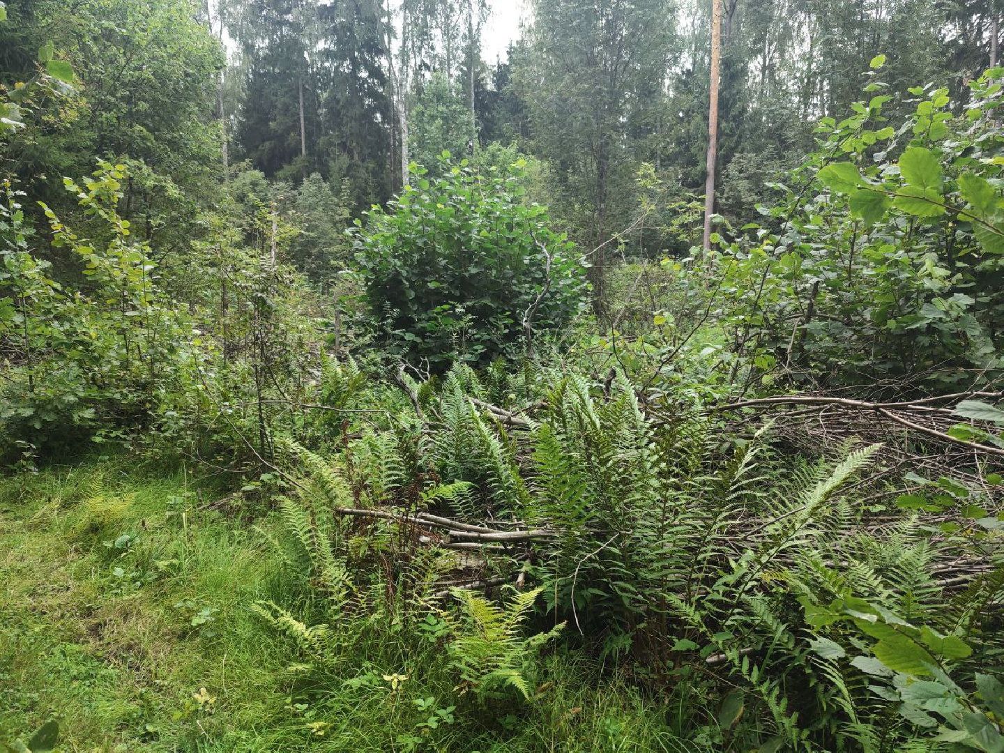 Красногорск, лес, клещи, укусы, лесничий