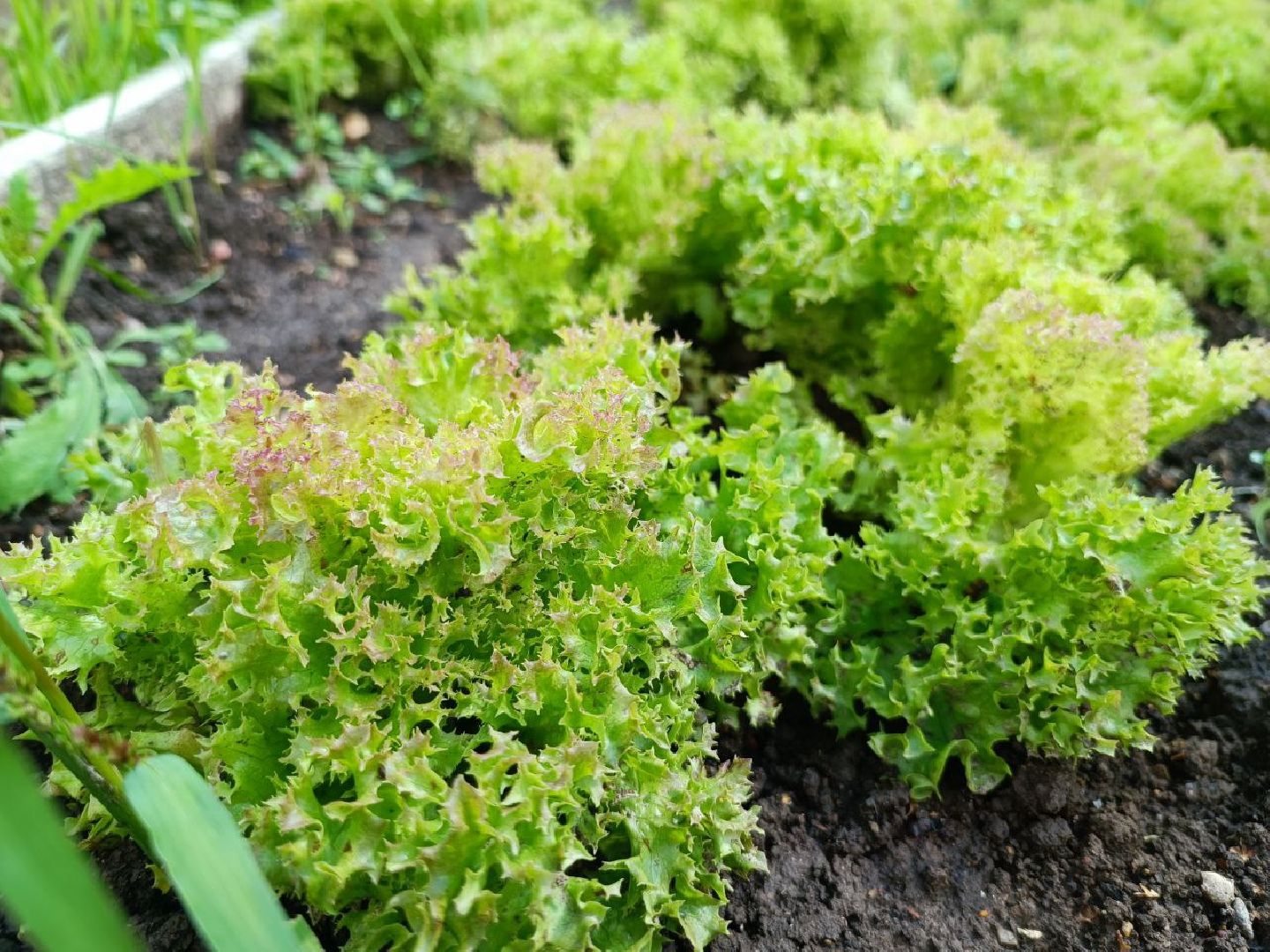 Можайск, Можайский городской округ, Подмосковье, урожай, монастырь, огород, овощи, фрукты, заготовки на зиму, традиции