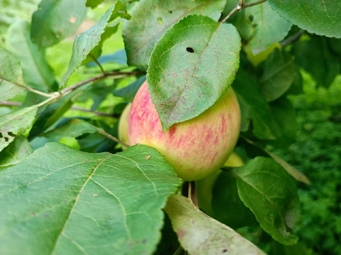 Можайск, Можайский городской округ, Подмосковье, урожай, монастырь, огород, овощи, фрукты, заготовки на зиму, традиции