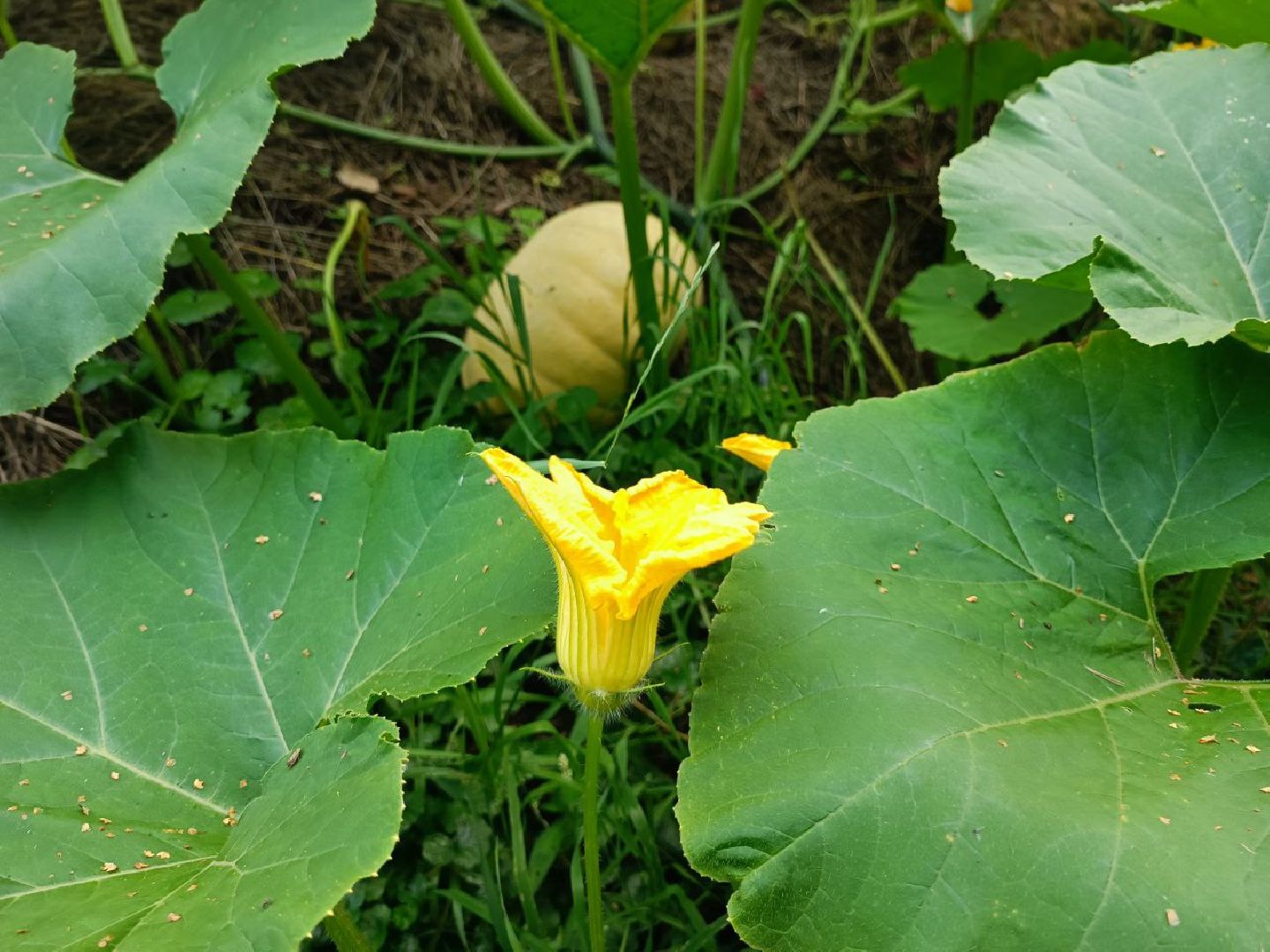 Можайск, Можайский городской округ, Подмосковье, урожай, монастырь, огород, овощи, фрукты, заготовки на зиму, традиции