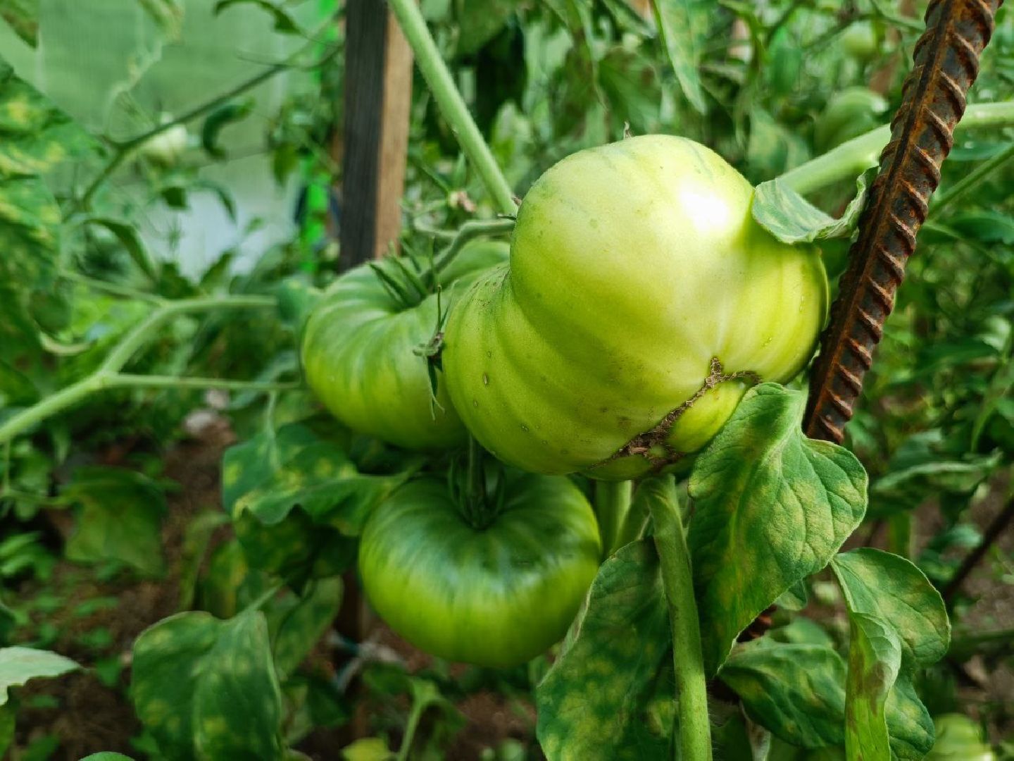 Можайск, Можайский городской округ, Подмосковье, урожай, монастырь, огород, овощи, фрукты, заготовки на зиму, традиции
