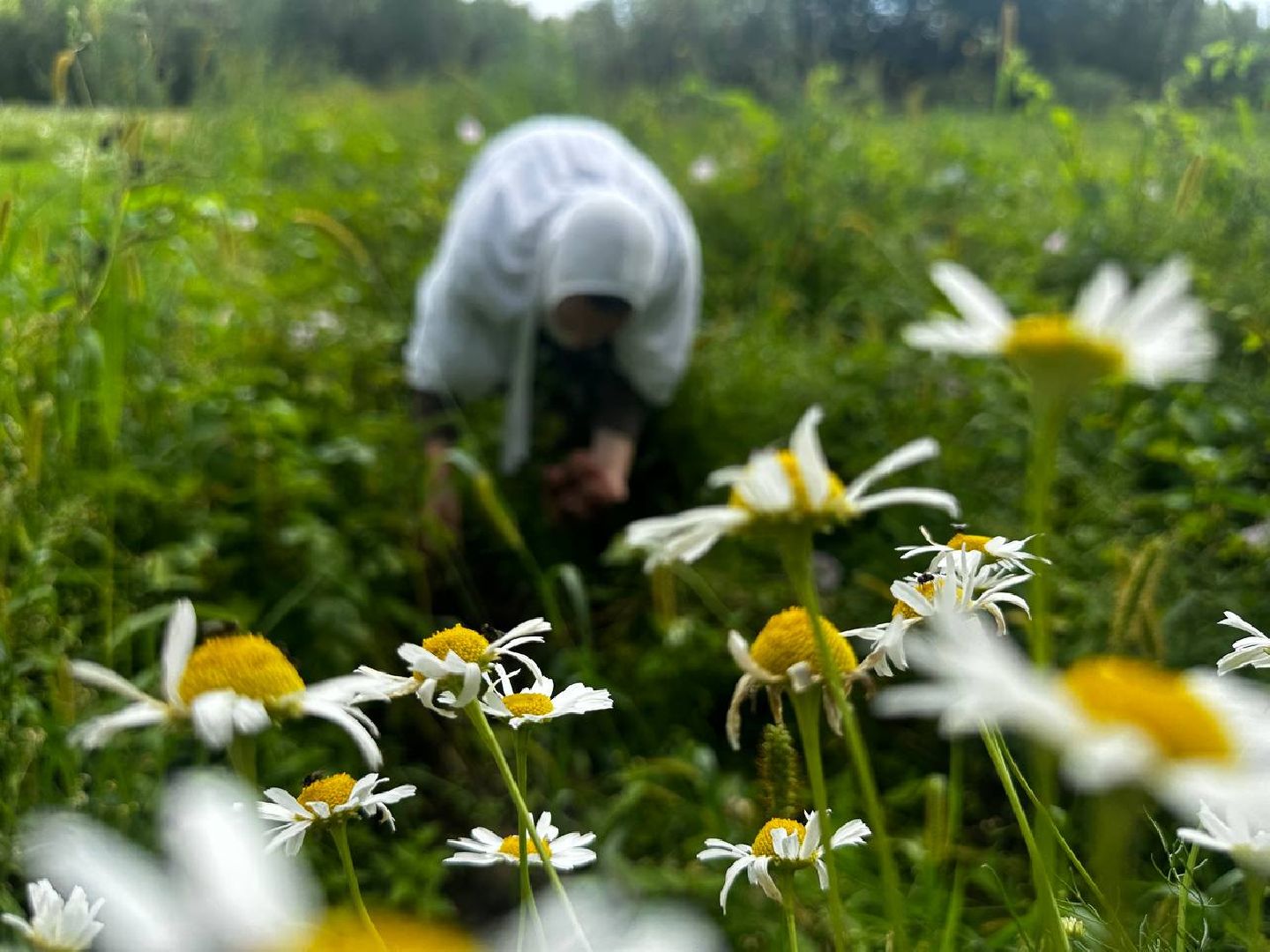 Можайск, Можайский городской округ, Подмосковье, урожай, монастырь, огород, овощи, фрукты, заготовки на зиму, традиции
