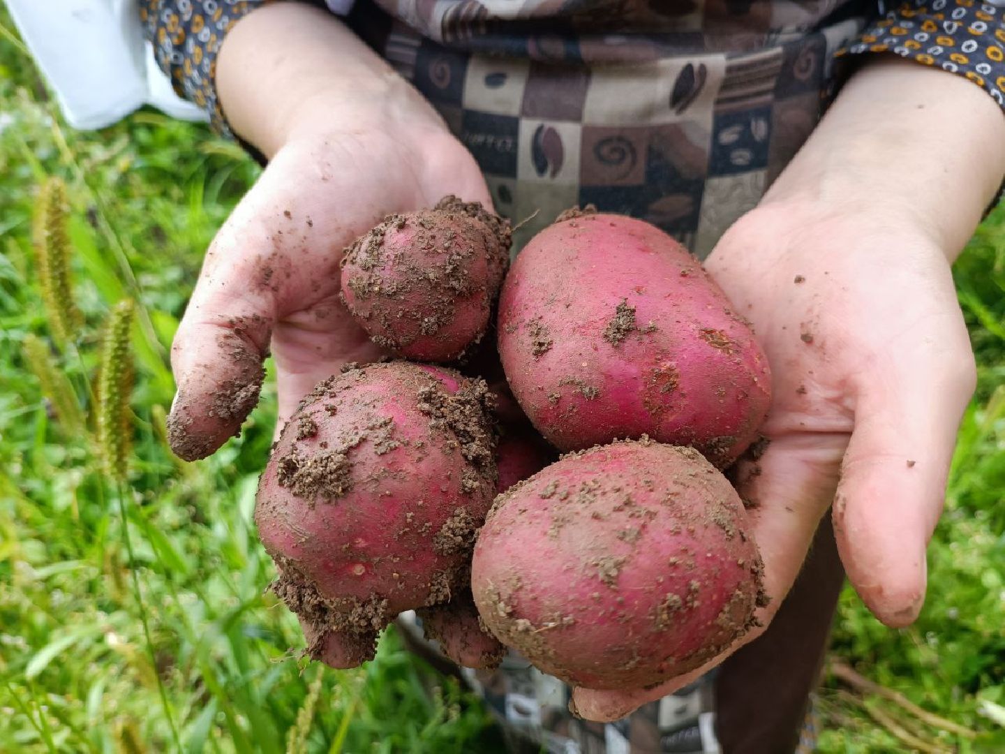 Можайск, Можайский городской округ, Подмосковье, урожай, монастырь, огород, овощи, фрукты, заготовки на зиму, традиции
