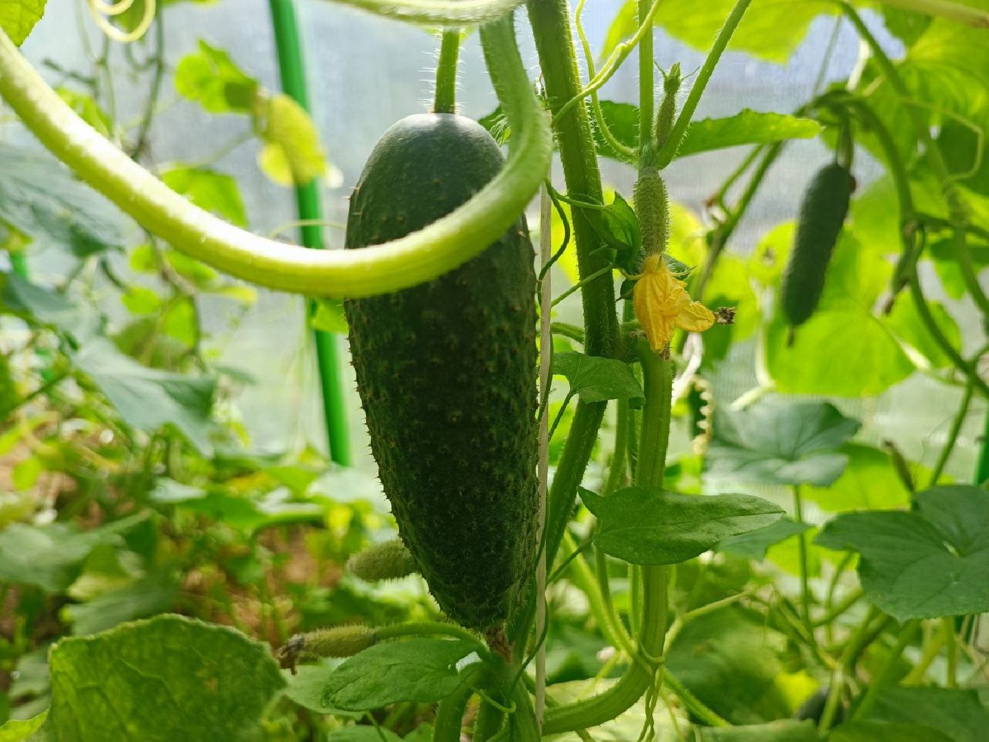 Можайск, Можайский городской округ, Подмосковье, урожай, монастырь, огород, овощи, фрукты, заготовки на зиму, традиции