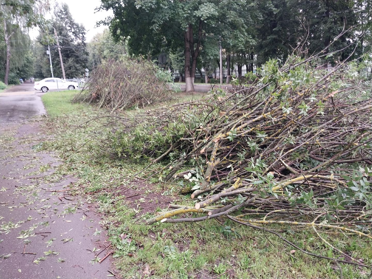 Коломна, деревья, благоустройство