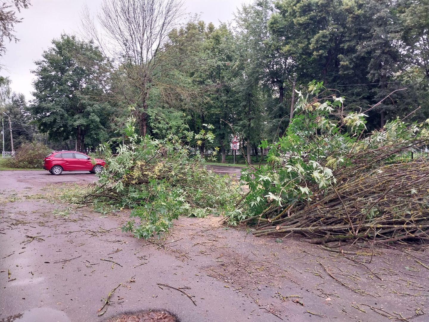 Коломна, деревья, благоустройство