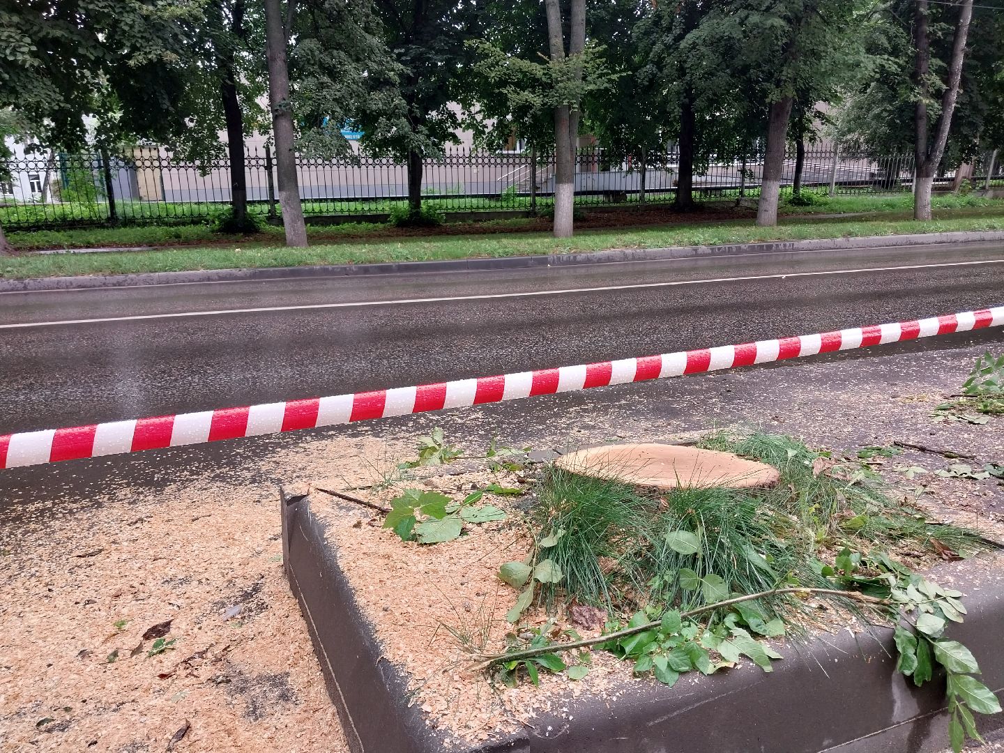 Коломна, деревья, благоустройство