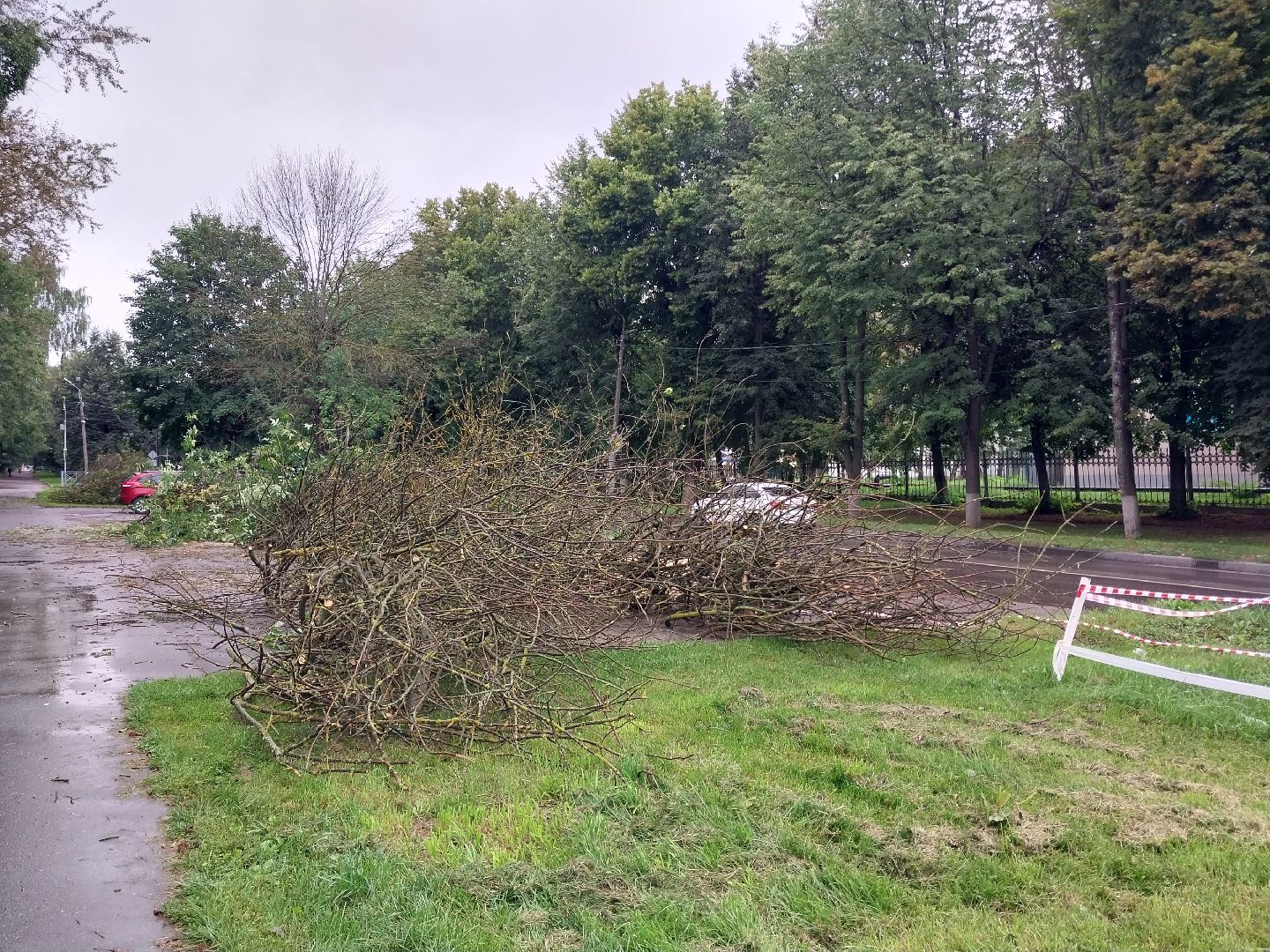 Коломна, деревья, благоустройство