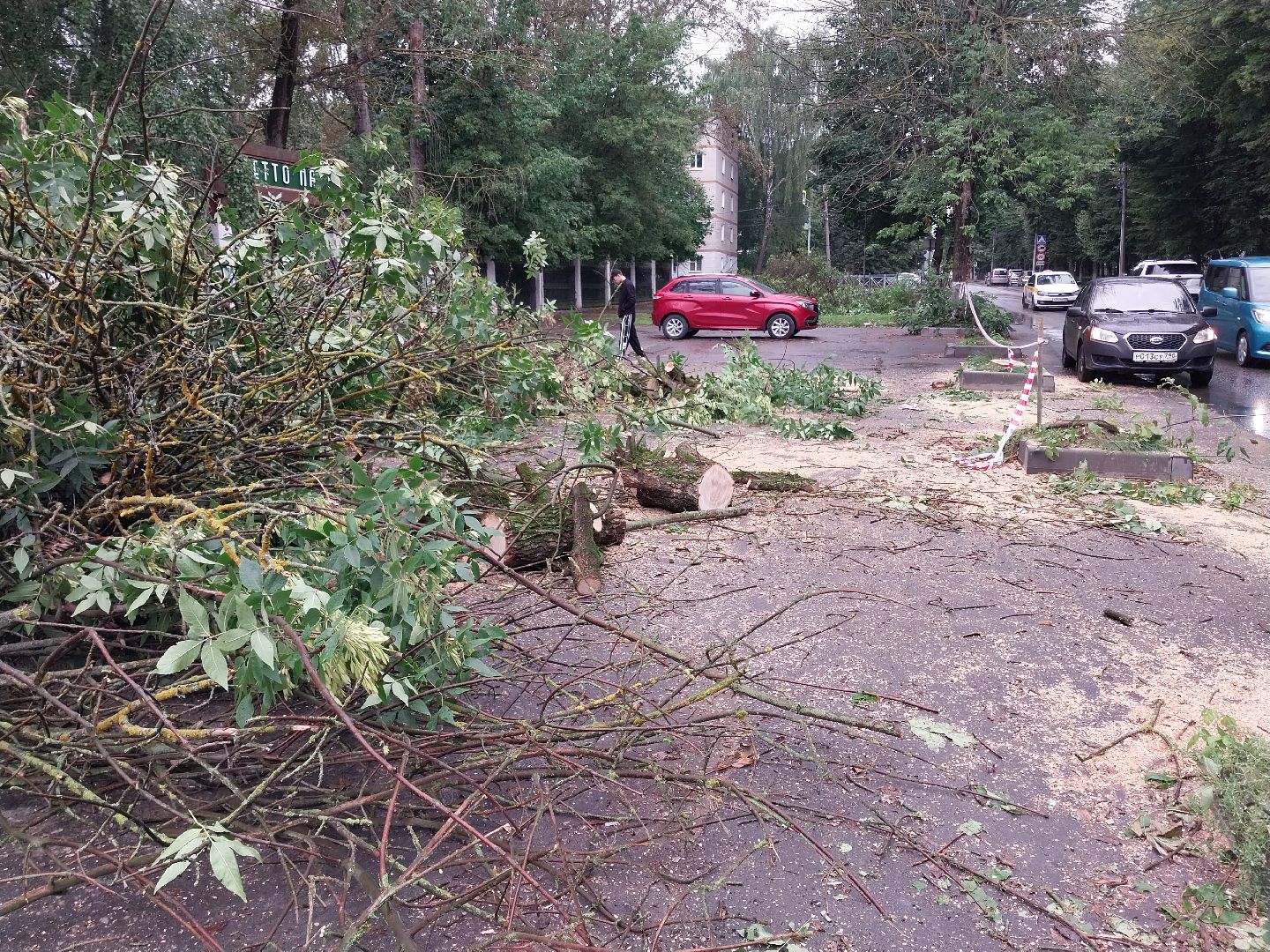 Коломна, деревья, благоустройство