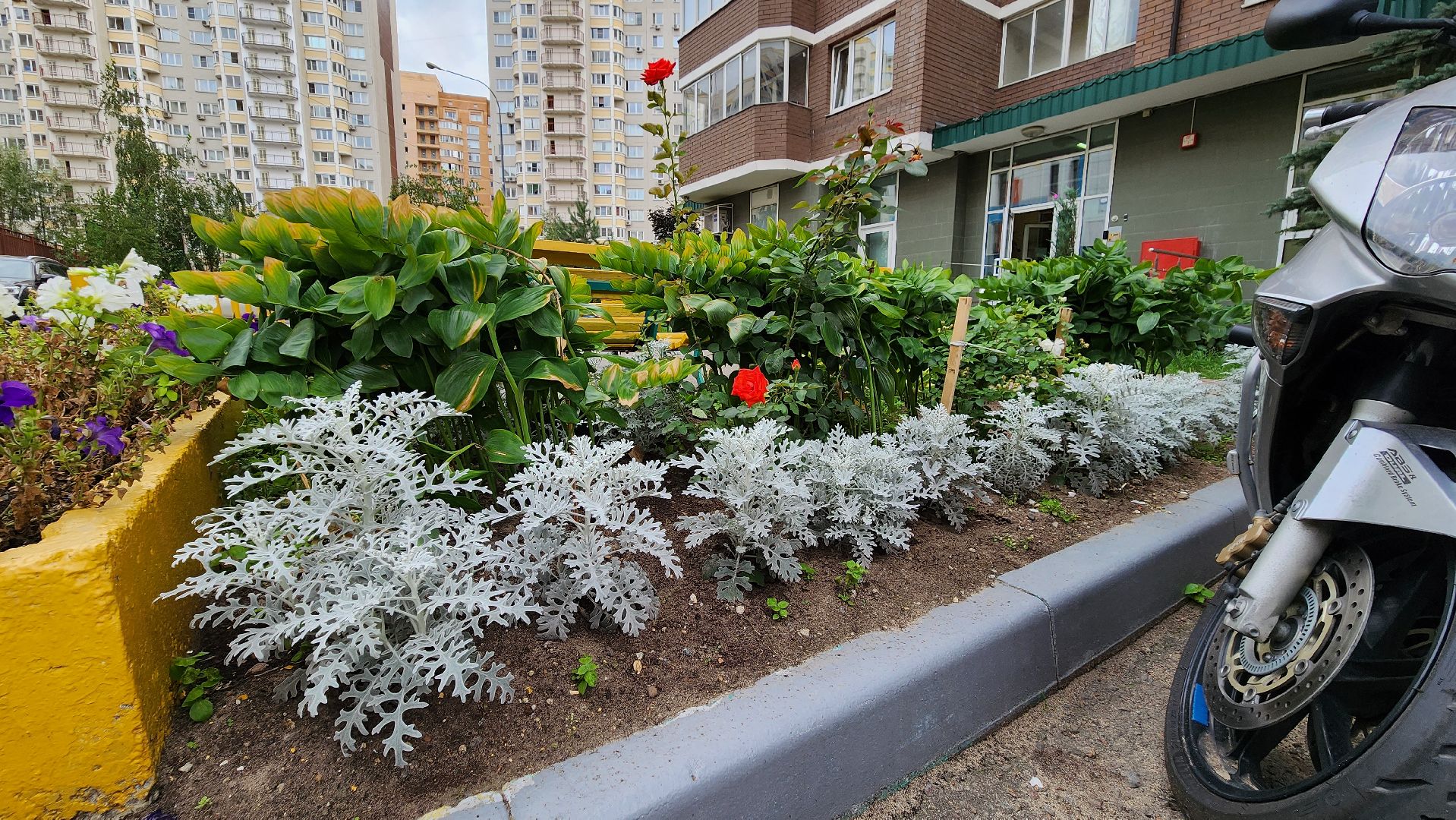 благоустройство, цветник, жители, Котельники