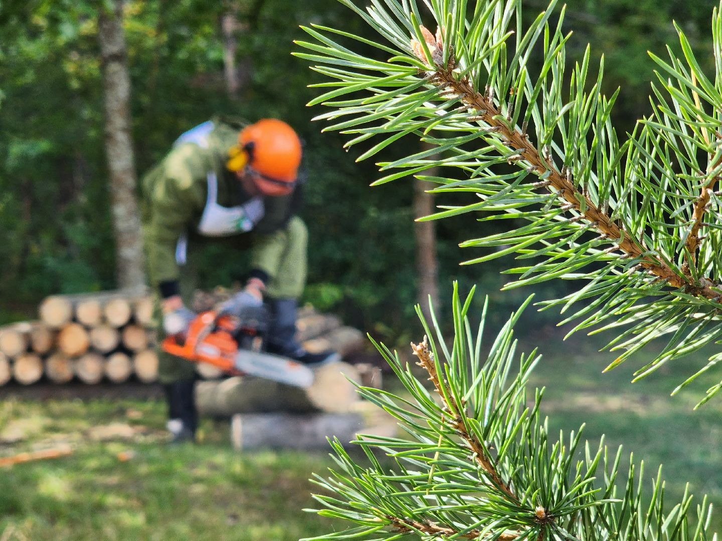 лесник года, Воскресенск, лес,
