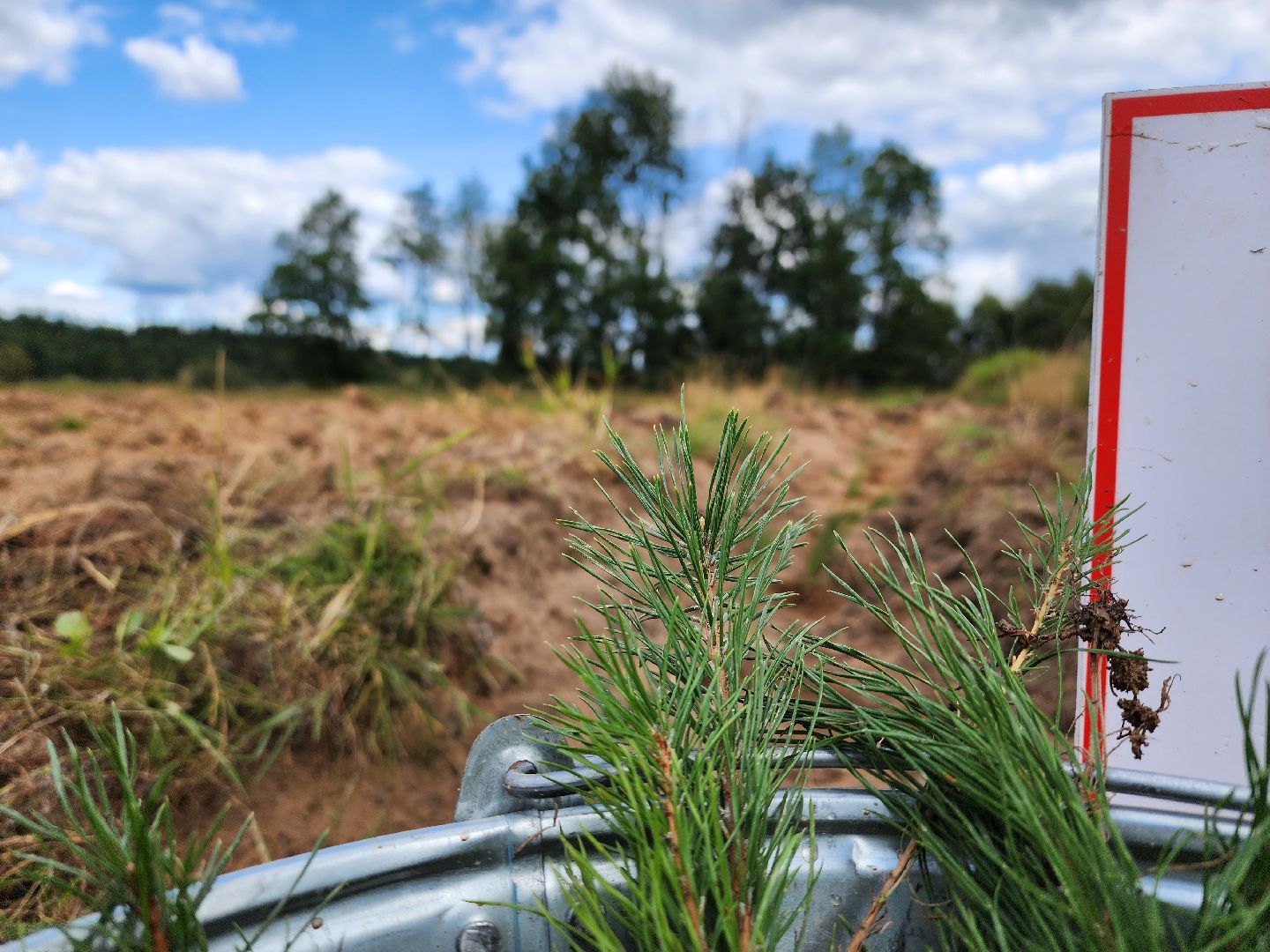 лесник года, Воскресенск, лес,