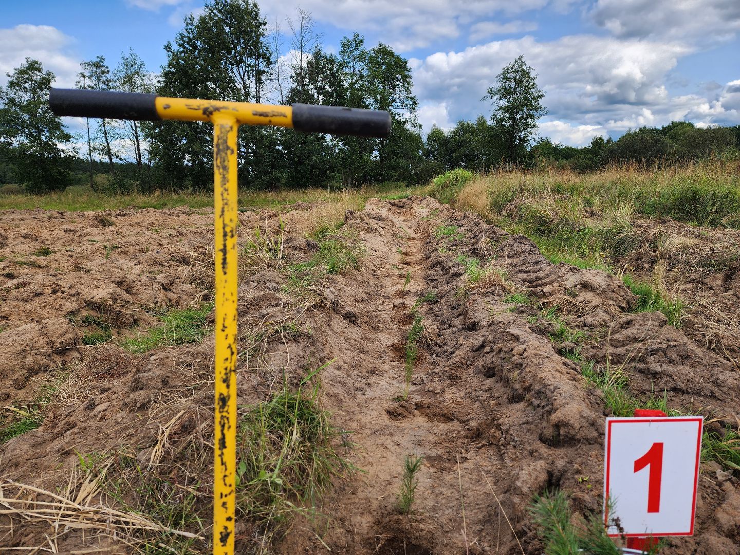 лесник года, Воскресенск, лес,