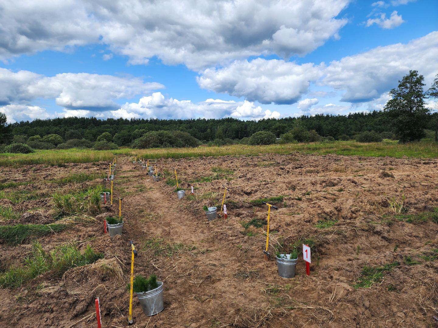 лесник года, Воскресенск, лес,