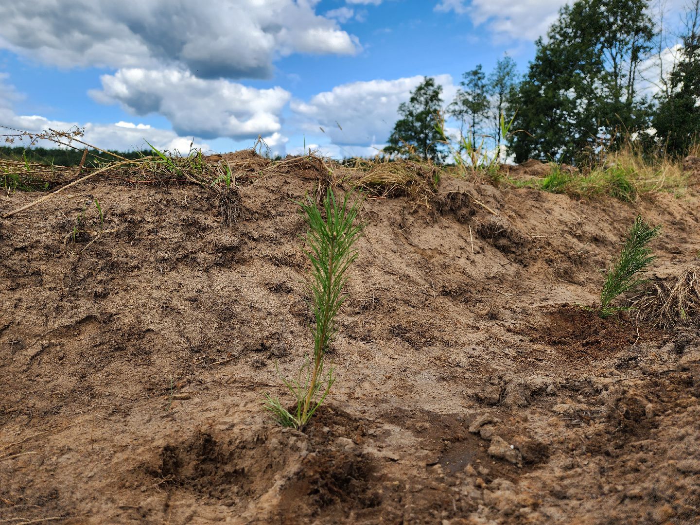 лесник года, Воскресенск, лес,