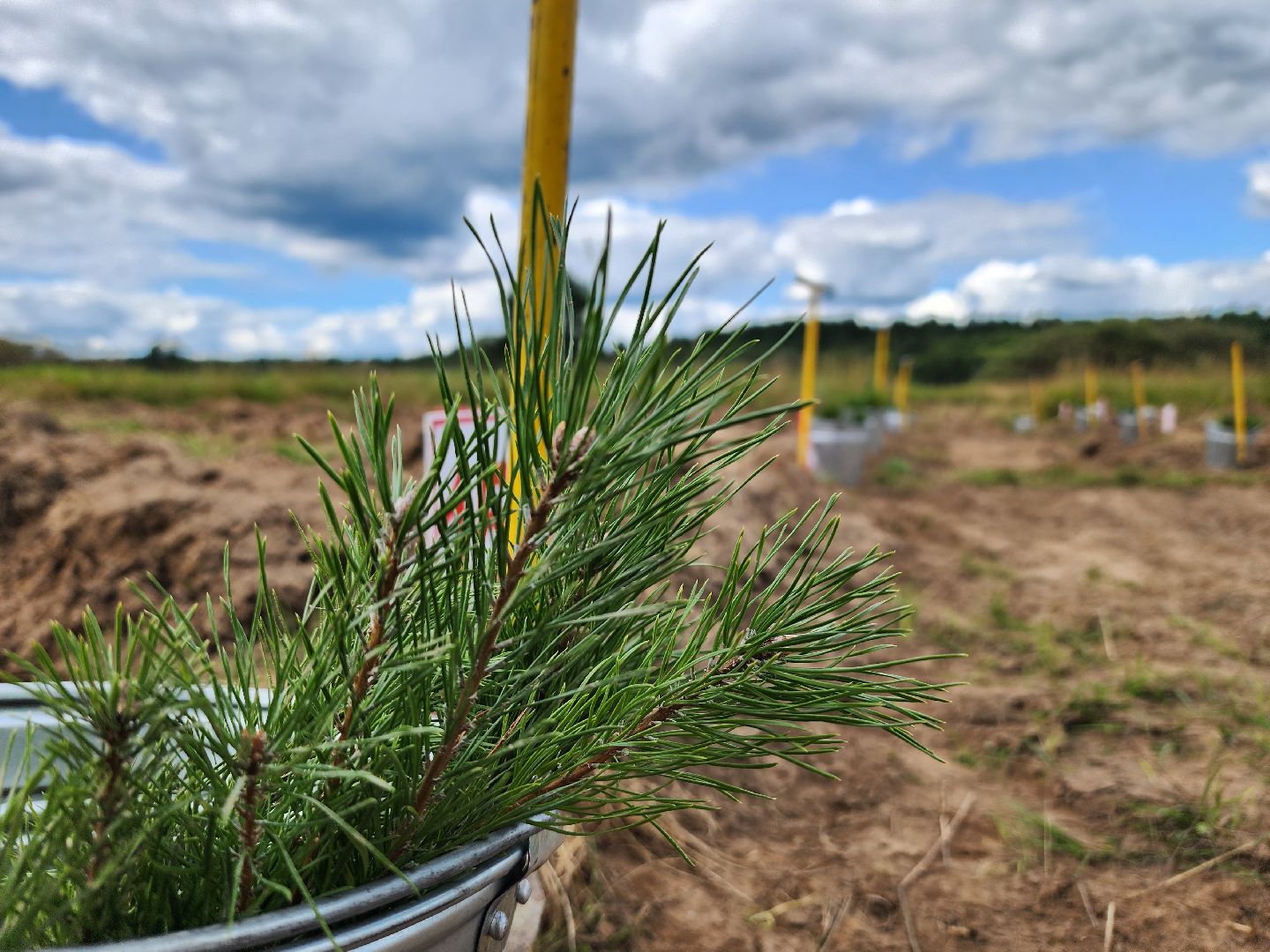 лесник года, Воскресенск, лес,