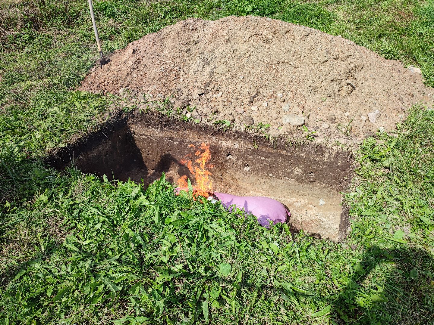 #талдомскийокруг, #учения, #минсельхоз, #свиньи, #ачс