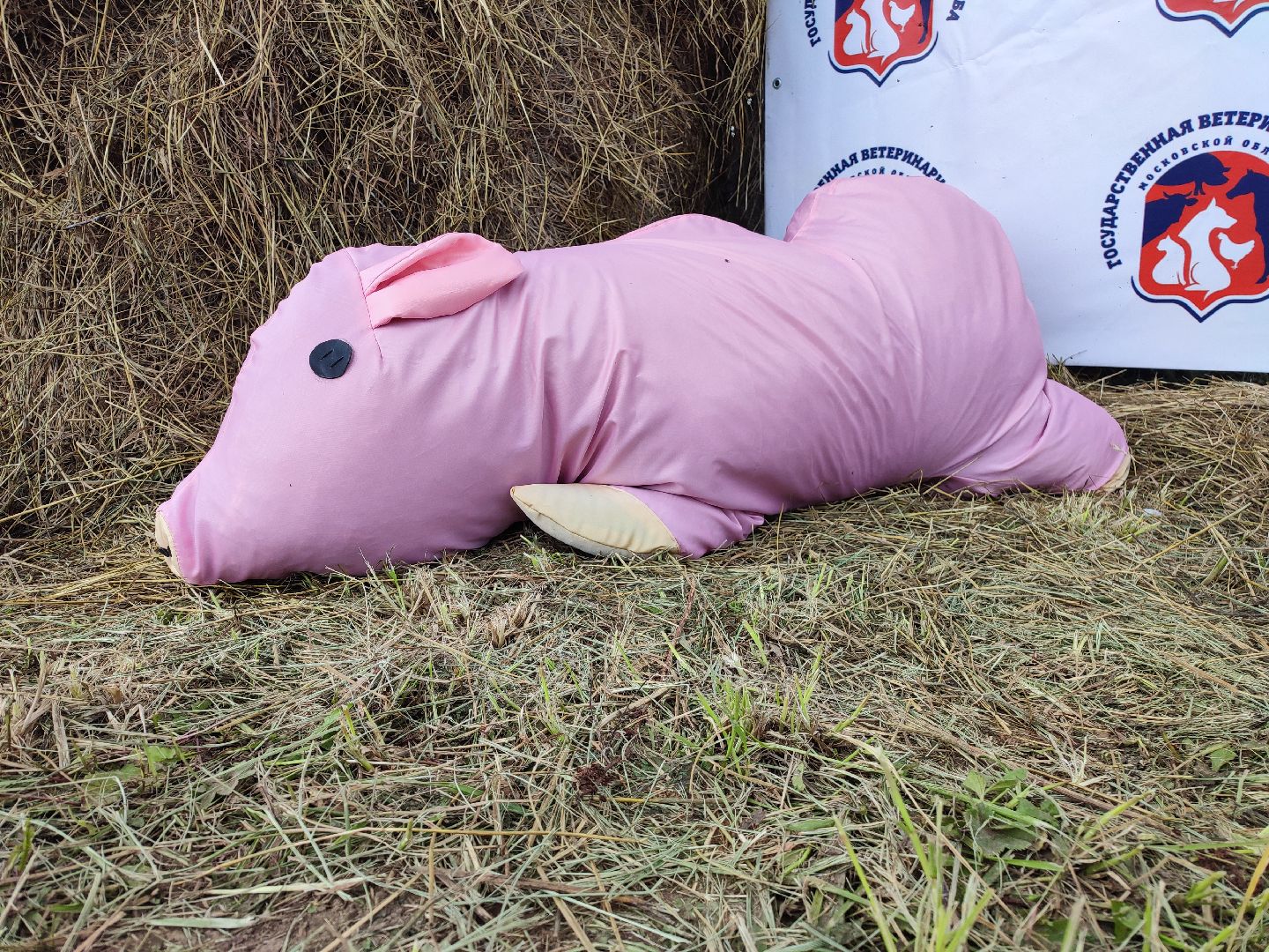 #талдомскийокруг, #учения, #минсельхоз, #свиньи, #ачс