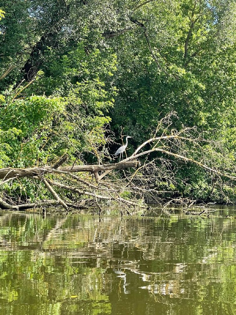 Домодедово, сплав, группой сплав, инструкция, река, сапборд,каяк, лодка