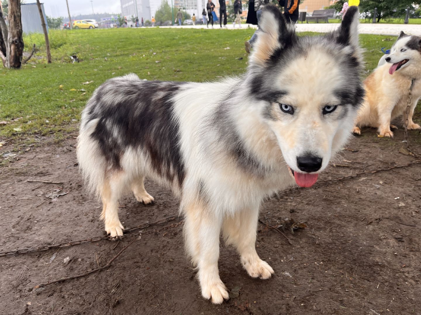 День города, Руза, рузский городской округ, подмосковье, культура, праздник, концерт