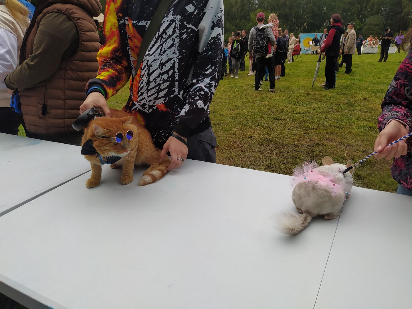нахабино, животные, выставка, день города,