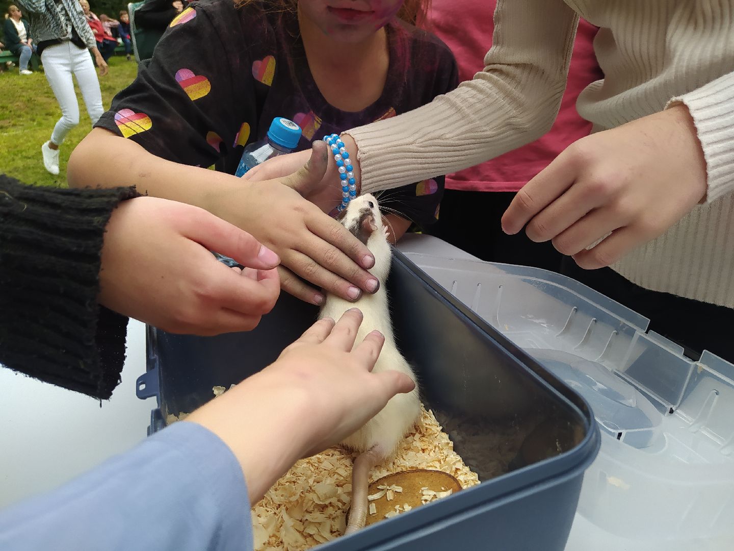 нахабино, животные, выставка, день города,