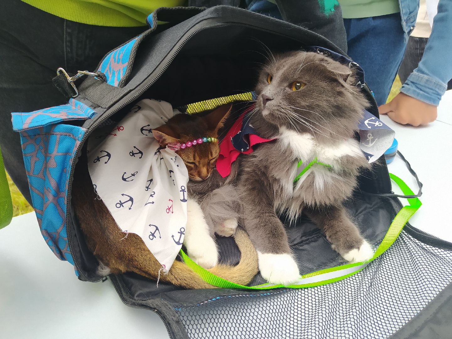 нахабино, животные, выставка, день города,