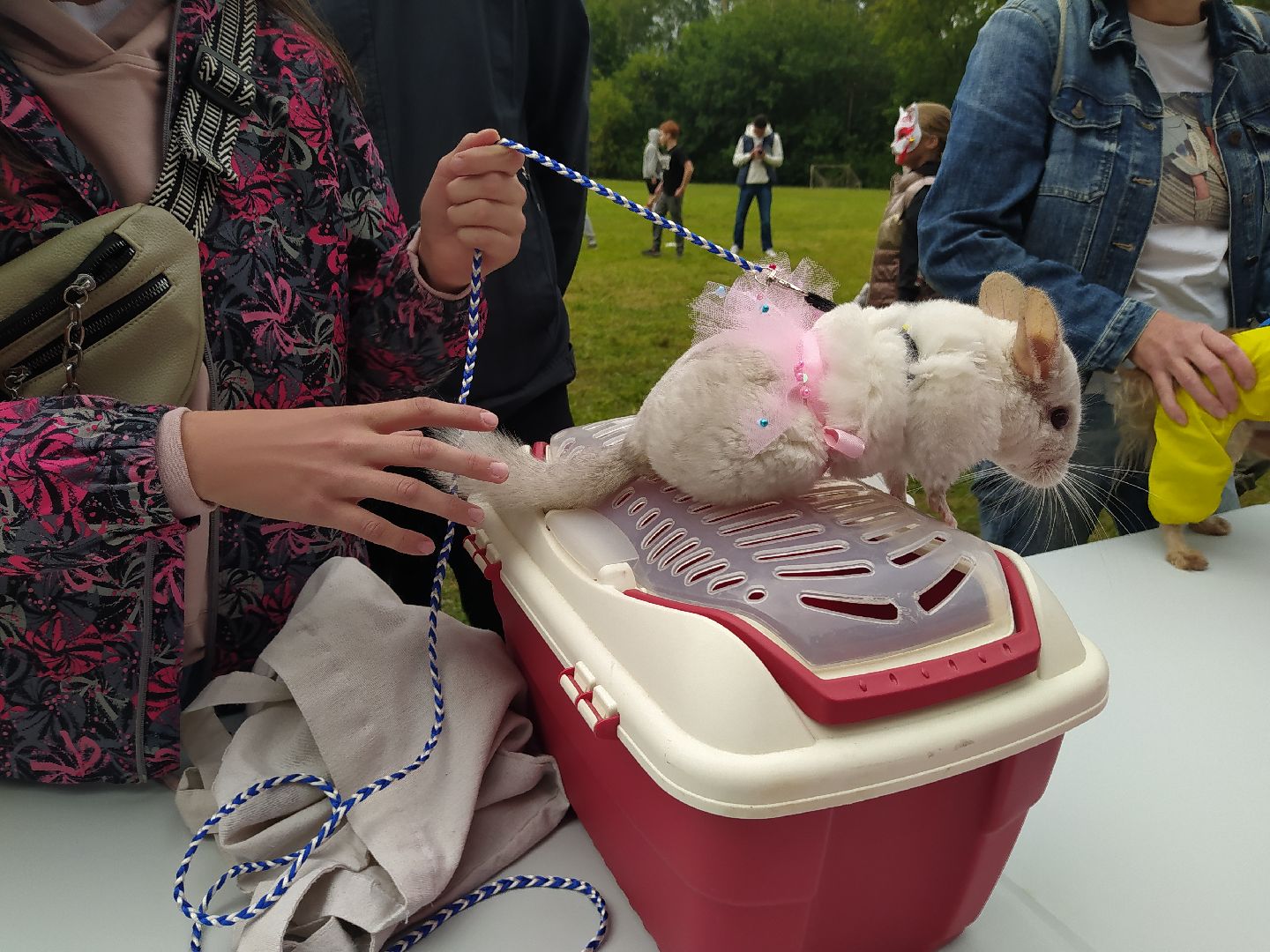 нахабино, животные, выставка, день города,