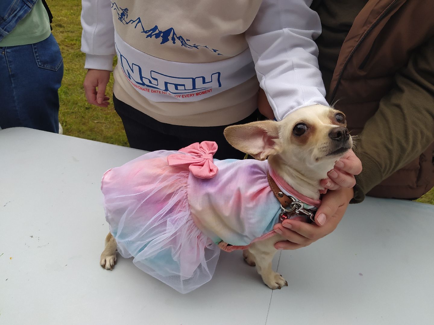 нахабино, животные, выставка, день города,