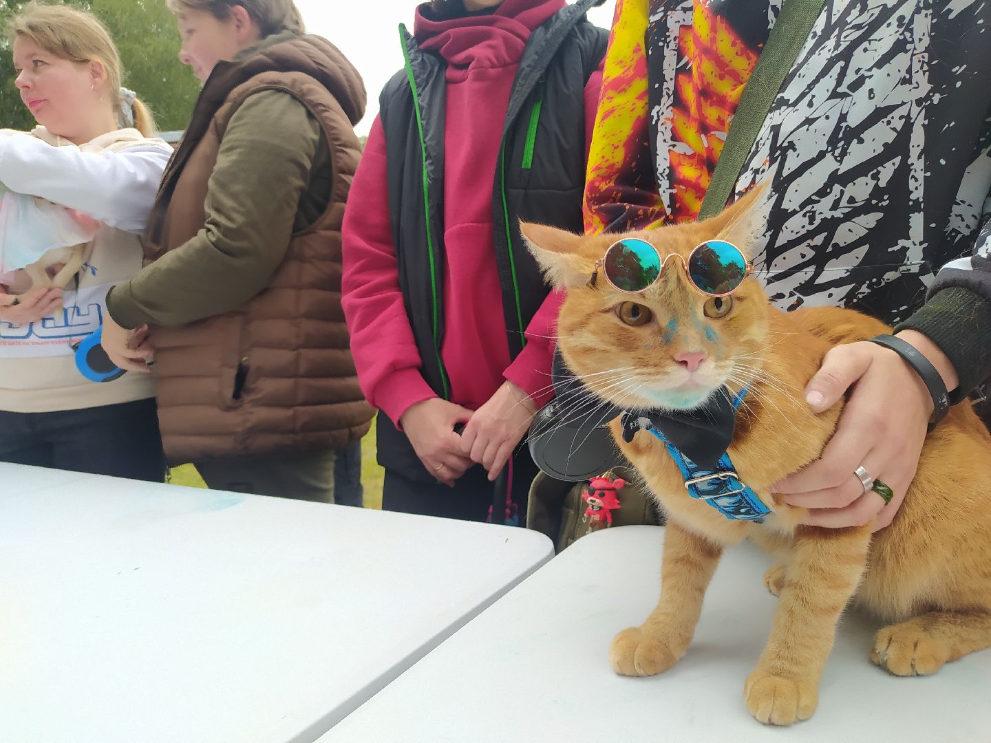 нахабино, животные, выставка, день города,